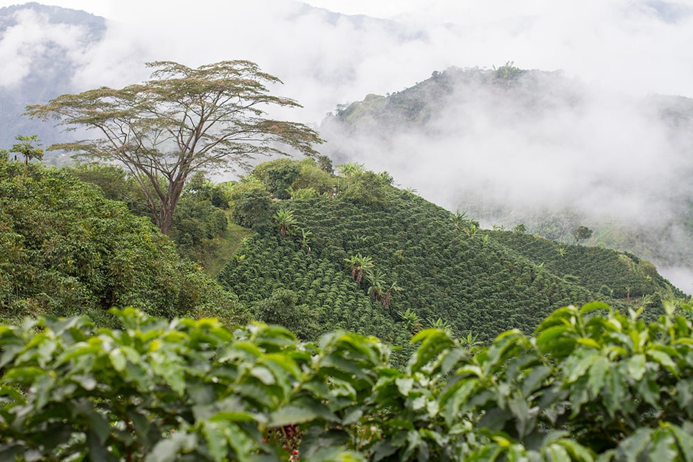 Kaffefelt Colombia