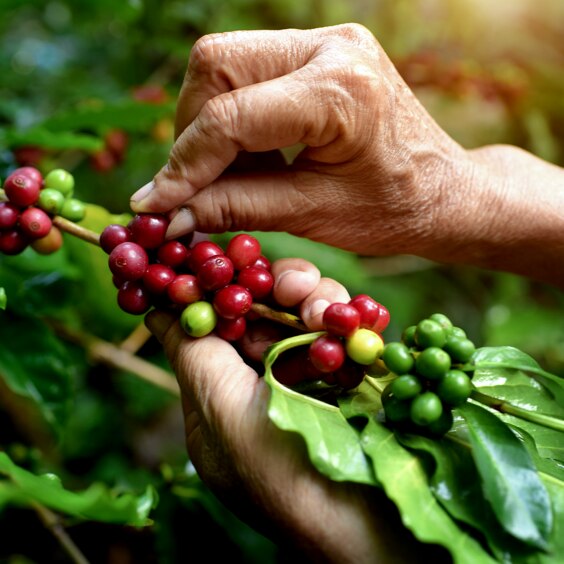 Håndplukking av kaffebønner