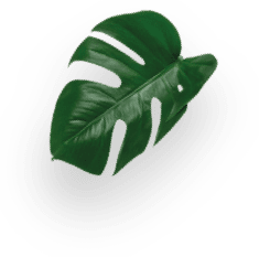 Lungo Decaf  decoration Image